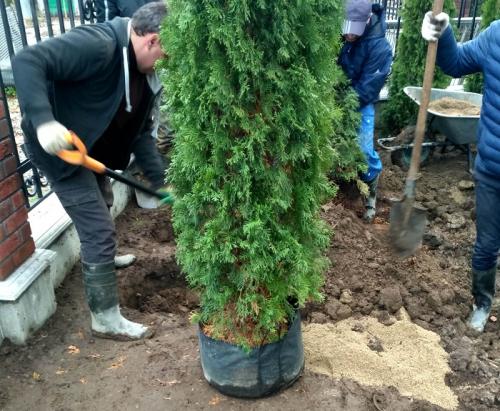 Какие деревья посадить вдоль забора от соседей. Какие деревья посадить у забора