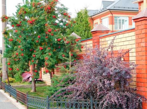 Какие деревья посадить вдоль забора от соседей. Какие деревья посадить у забора