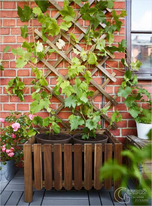 Шпалера своими руками пошаговая инструкция. Разнообразие шпалер