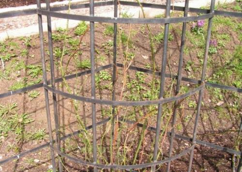 Шпалера для клематиса своими руками. Опоры для клематисов — лучшие идеи