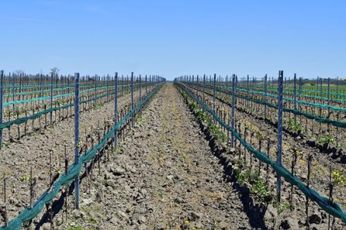 Изготовление шпалеры под вьющиеся растения. История 21