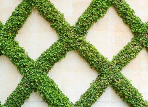 Изготовление шпалеры под вьющиеся растения. История 24