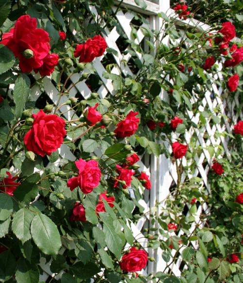 Изготовление шпалеры под вьющиеся растения. История 30