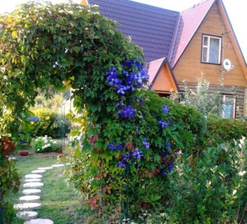 Шпалера для клематиса своими руками. Опоры для клематисов — лучшие идеи