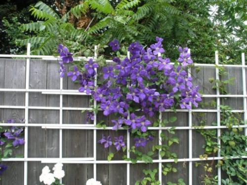 Шпалера для клематиса своими руками. Опоры для клематисов — лучшие идеи