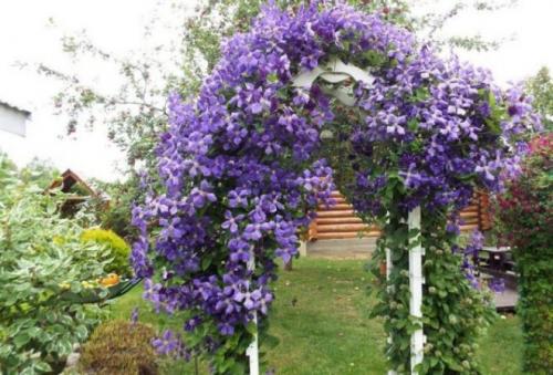 Шпалера для клематиса своими руками. Опоры для клематисов — лучшие идеи