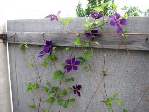 Шпалера для клематиса своими руками. Опоры для клематисов — лучшие идеи