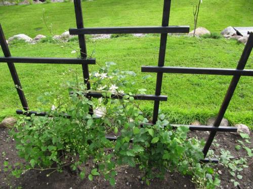 Шпалера своими руками чертежи. Шпалера своими руками: стильное украшение сада, применение в ландшафтном дизайне, изготовление из различных материалов, инструкции с чертежами и фото