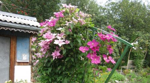 Шпалера для клематиса своими руками. Опора для клематиса: обзор видов и идеи подвязки