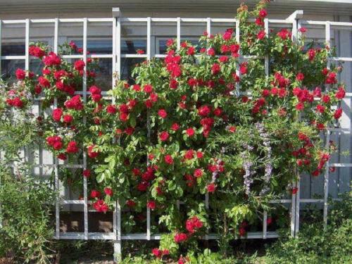 Шпалера для роз своими руками. Опоры для роз своими руками: обзор разновидностей