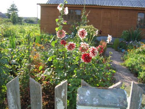 Палисадник перед домом в деревне. Ностальгия по палисаднику
