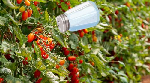 Как избавиться от сорняков солью. Можно ли использовать соль на даче для борьбы с сорняками и вредителями?