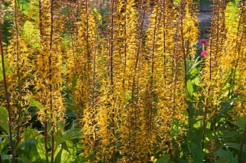 Неприхотливые цветы для палисадника. Виды неприхотливых цветов с названиями и фото