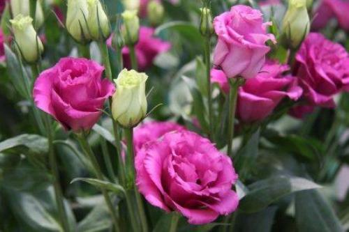 Цветы в палисаднике названия. Садовые цветы: фото, названия и описания (каталог)