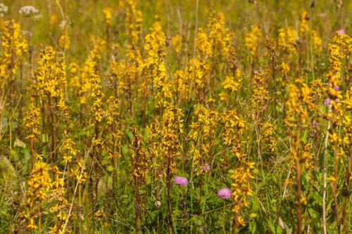 Неприхотливые цветы для палисадника. Виды неприхотливых цветов с названиями и фото