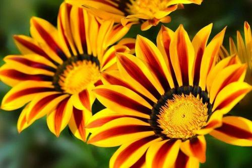 Цветы в палисаднике названия. Садовые цветы: фото, названия и описания (каталог)