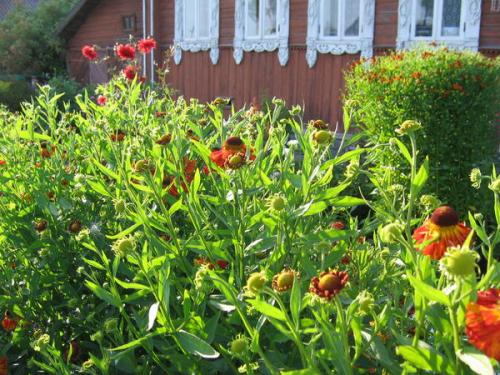 Палисадник перед домом в деревне. Ностальгия по палисаднику