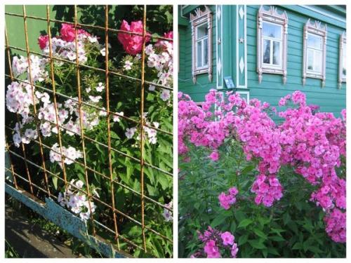 Палисадник перед домом в деревне. Ностальгия по палисаднику