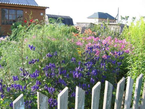 Палисадник перед домом в деревне. Ностальгия по палисаднику