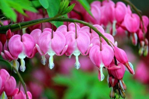 Цветы в палисаднике названия. Садовые цветы: фото, названия и описания (каталог)