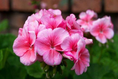 Цветы в палисаднике названия. Садовые цветы: фото, названия и описания (каталог)