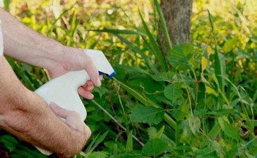 Сода и уксус от сорняков. Как уничтожить сорняки на огороде народными способами?