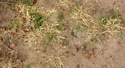 Гремучая смесь для сорняков. Делаем простое средство от сорняков