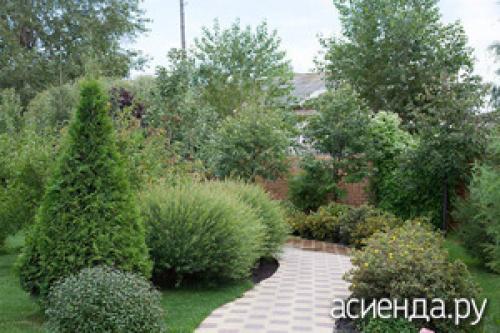 Ива шаровидная кустарник. Ива шаровидная: сорта, советы по уходу