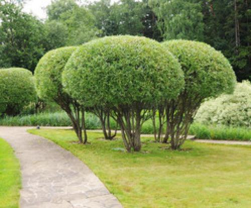 Ива шаровидная кустарник. Ива шаровидная: сорта, советы по уходу