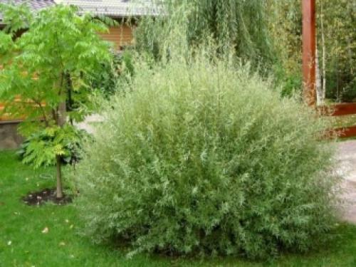 Ива шаровидная, как быстро растет. Описание 04