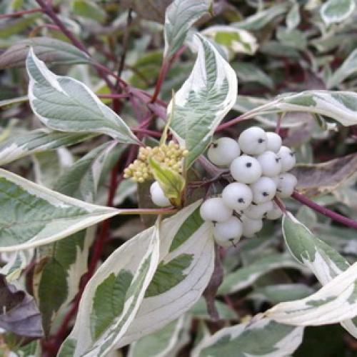 Деревья во дворе. Растения для городских условий. Кто самый выносливый? 11 Деревья во дворе. Растения для городских условий. Кто самый выносливый? 11