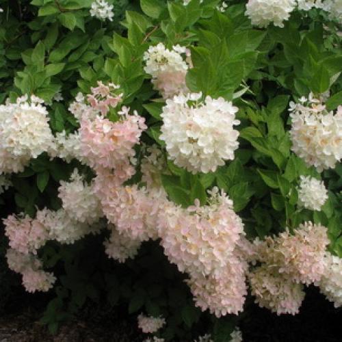 Деревья во дворе. Растения для городских условий. Кто самый выносливый? 09 Деревья во дворе. Растения для городских условий. Кто самый выносливый? 09