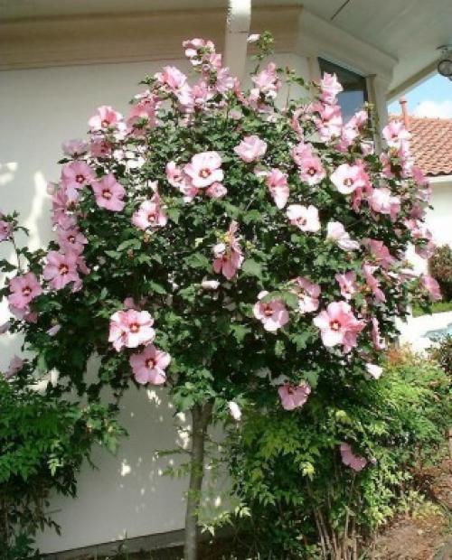 Деревья во дворе. Растения для городских условий. Кто самый выносливый? 23 Деревья во дворе. Растения для городских условий. Кто самый выносливый? 23