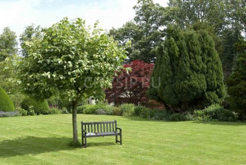 Деревья во дворе. Растения для городских условий. Кто самый выносливый? 30 Деревья во дворе. Растения для городских условий. Кто самый выносливый? 30