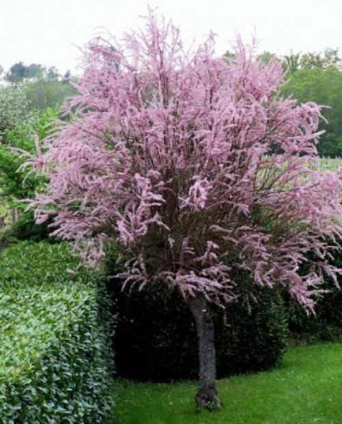 Деревья во дворе. Растения для городских условий. Кто самый выносливый? 18 Деревья во дворе. Растения для городских условий. Кто самый выносливый? 18