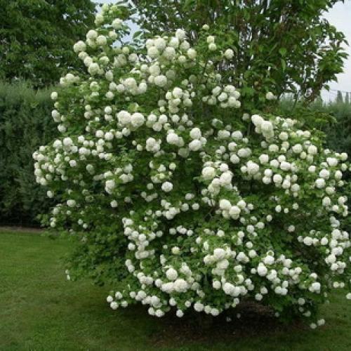 Деревья во дворе. Растения для городских условий. Кто самый выносливый? 16 Деревья во дворе. Растения для городских условий. Кто самый выносливый? 16