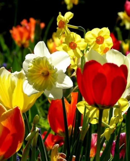 Деревья во дворе. Растения для городских условий. Кто самый выносливый? 24 Деревья во дворе. Растения для городских условий. Кто самый выносливый? 24