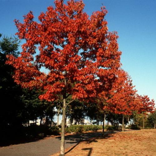 Деревья во дворе. Растения для городских условий. Кто самый выносливый? 13 Деревья во дворе. Растения для городских условий. Кто самый выносливый? 13