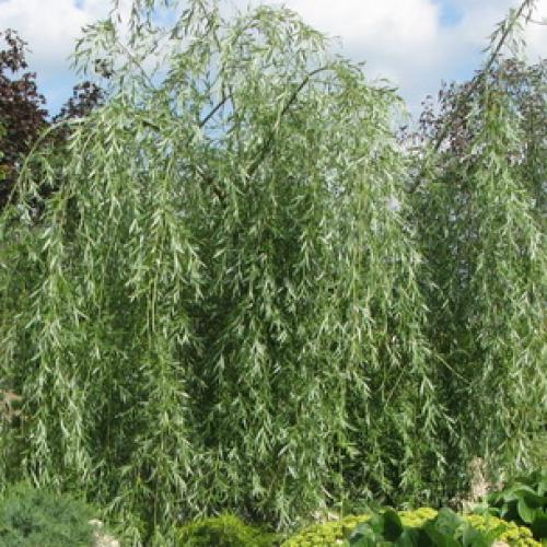 Деревья во дворе. Растения для городских условий. Кто самый выносливый? 15 Деревья во дворе. Растения для городских условий. Кто самый выносливый? 15