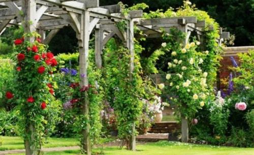 Деревья во дворе. Растения для городских условий. Кто самый выносливый? 21 Деревья во дворе. Растения для городских условий. Кто самый выносливый? 21