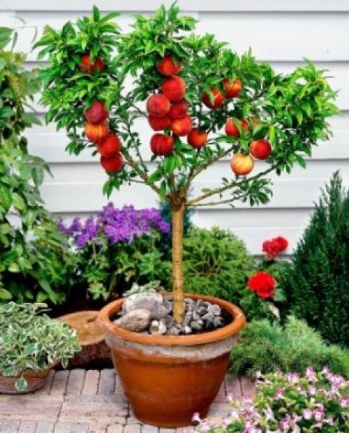 Деревья во дворе. Растения для городских условий. Кто самый выносливый? 20 Деревья во дворе. Растения для городских условий. Кто самый выносливый? 20