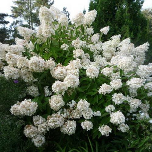 Деревья во дворе. Растения для городских условий. Кто самый выносливый? 08 Деревья во дворе. Растения для городских условий. Кто самый выносливый? 08