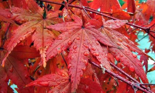 Деревья во дворе. Растения для городских условий. Кто самый выносливый?