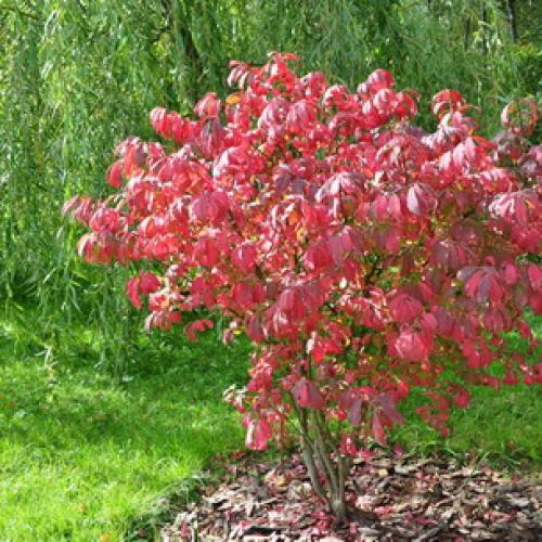 Деревья во дворе. Растения для городских условий. Кто самый выносливый? 06 Деревья во дворе. Растения для городских условий. Кто самый выносливый? 06