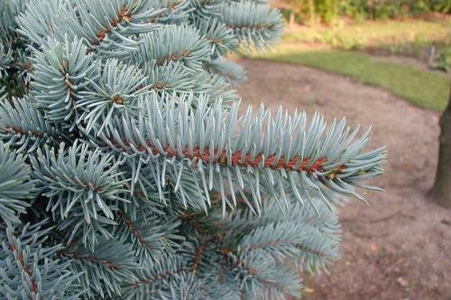 Деревья во дворе. Растения для городских условий. Кто самый выносливый?