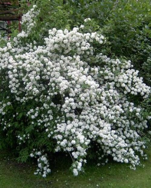 Деревья во дворе. Растения для городских условий. Кто самый выносливый? 25 Деревья во дворе. Растения для городских условий. Кто самый выносливый? 25