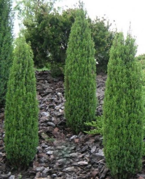 Деревья во дворе. Растения для городских условий. Кто самый выносливый? 19 Деревья во дворе. Растения для городских условий. Кто самый выносливый? 19