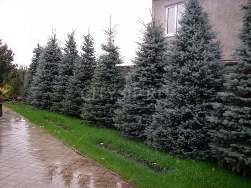 Деревья во дворе. Растения для городских условий. Кто самый выносливый? 29 Деревья во дворе. Растения для городских условий. Кто самый выносливый? 29