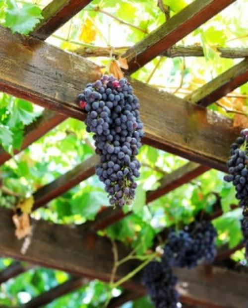 Деревья во дворе. Растения для городских условий. Кто самый выносливый? 22 Деревья во дворе. Растения для городских условий. Кто самый выносливый? 22