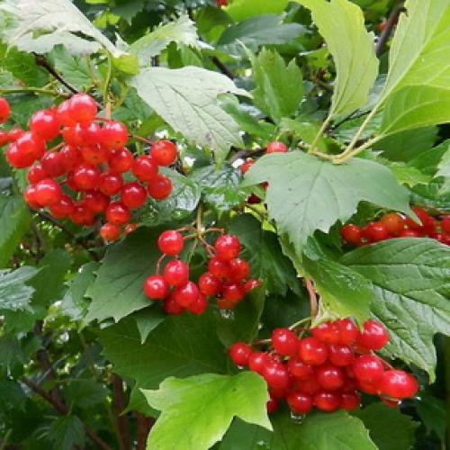 Деревья во дворе. Растения для городских условий. Кто самый выносливый? 17 Деревья во дворе. Растения для городских условий. Кто самый выносливый? 17